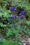 European columbine